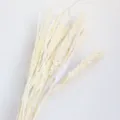 Bouquet di fiori secchi naturali di miglio bianco decorazione per la casa oggetti di scena - Bianco