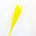 Mazzetto di fiori secchi gialli solidago erba per decorazione soggiorno stile nordico moderno - Giallo