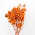 Natural preserved butterfly flower dried flower orange wedding decor floral arrangement DIY crafts - Orange