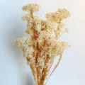 Bouquet di fiori di riso secchi naturali, fiori di miglio preservati per composizioni. - Bianco candeggiato