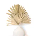 Ventaglio di Foglie di Palma Secche Decorazione Botanica Naturale per Matrimonio Vaso - Ventaglio di foglie di palma essiccate colore naturale