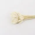 Natural dried bunny tail grass bouquet for home decoration, bohemian chic floral arrangement. - White, 60 Stems