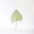 Foglia di palma secca naturale ventaglio per decorazione casa matrimonio boho composizione - Colore naturale larghezza 20 cm