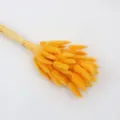 Vibrant yellow dried bunny tail grass bouquet, ideal for aesthetic home decor and floral styling. - Orange 60 Pieces