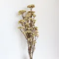 Bouquet di fiori di riso essiccati naturali per decorazioni domestiche e composizioni fai da te. - Gambo originale bianco