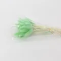 Colorful bunny tails dried flowers bouquet, pastel green cute grass for home decor. - Light Green, 60 Stems