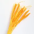 Natural dried foxtail millet bouquet, yellow floral stem for home decor and photo props. - Orange