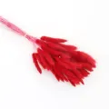 Dried bunny tail grass bouquet red fluffy decorative flowers for home room decor vase 1pc - Big Red 60 Pieces