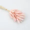 Pink dried bunny tail grass bouquet for home decor, natural fluffy plant stems for floral arrangement. - Light Pink, 60 Stems