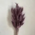 Purple dried bunny tail grass bouquet variant for home decor, natural plant floral arrangement. - Taro Purple 60 Pieces