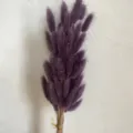 Purple dried rabbit tail grass bouquet, fluffy bunny tails flowers for home decor and art. - Grape Purple 60 Pieces