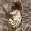 Grey striped pet pyjamas for dogs and cats, comfortable soft puppy homewear sleepwear apparel. - Gray