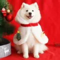 Cute Christmas pet cape cloak, white plush with red trim and hood, perfect warm winter pet costume. - M (Recommended for Under 7.5 kg) / Snowman Cape for Pets