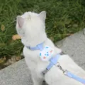 Cute plush bear cat harness and leash set anti-escape vest for small dogs and cats outdoor walk - S / Blue Bear