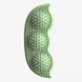 TPR pet pea chewing toy, green dog molar stick with spiky balls, durable interactive supply. - Avocado Green