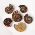 Natürlicher Ammonit Fossil Scheibe Roh Mineral Probe Stein für DIY Halskette Anhänger - Natürliche Ammonitenscheibe / 10-20mm (Einzelstück)