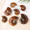 Natürliche Ammoniten Fossil Scheibe Mineral Exemplar Set, poliert Muschel Deko. - Schneckenfossil / 30-40mm (Einzelstück)