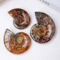 Natürliche polierte Ammoniten Fossilien Schreibtisch Mineralien Deko Ornament Set - Natürliche Schneckenfossil Schale (Ohne Sockel) / Ca. 9-11cm