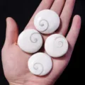 Natural sun shell seashell fossil specimen round conch pendant 4pcs set for home decor - Round Sun Shell