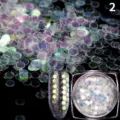 Holografische runde Nagel Pailletten Glitzer Flocken für DIY Nagelkunst Dekoration Gel Design - 1g Nr. 2
