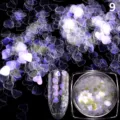 Nahaufnahme von holografischen Herz-Nagelpailletten und Glitzerglas für DIY-Nail-Art-Design. - 1g Packung Nr. 9