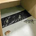 Black sticky rat trap carpet strong physical mouse catcher pest control board for home use - Extended Version / Black