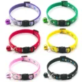 Colorful nylon pet collar with bell and cute cat buckle, perfect for cats and small dogs. - Multicolor