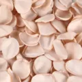 Champagne colored satin artificial rose petals for wedding room and proposal decor - 300 Pcs / Beige