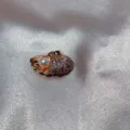 Rosé gouden schelp parel hanger bedel voor DIY armband ketting sieraden accessoires. - Schelp Parel (8)