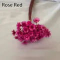 Detailed view of rose red Brazilian little star dried flowers for DIY craft projects - 50 Brushes / Rose Red