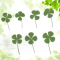 Natural pressed four leaf clover dried flowers detail shot for DIY crafts resin phone case - Default