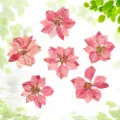 Pressed delphinium dried flowers for DIY craft, resin phone case jewelry making materials. - Natural Purple