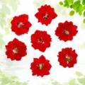 Red dried pressed flowers delphinium larkspur for resin crafts DIY phone case art decor. - Dye Powder