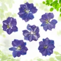 Detailed view of natural pressed purple delphinium dried flowers, perfect for DIY craft projects. - Dyed Red