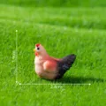 Miniatuur kippenbeeldje hars micro landschap sprookjestuin doe-het-zelf decoratief ornament - Haan