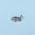 Miniatur Harz Fisch Figur für Aquarium DIY Mikro Landschaftsdekoration Fisch 2.5cm - Nr. 7 Schwarz, klein