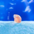 Miniature coquillage nautile orange pour aquarium et paysage marin miniature DIY décoration. - Monde Sous-marin / Coquillage No 11