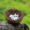 Artificial vine bird nest with speckled eggs, miniature garden landscape decoration SKU view. - Bird's Nest (6cm Diameter)