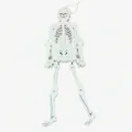 Hangende Halloween skelet decoratie, witte scharnierende skelet rekwisiet voor feest. - Witte Skeletman