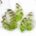 Colorful craft feathers ideal for DIY jewelry making, dream catchers and cat toys. - Fruit Green (Approx. 100 Pcs)