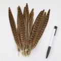 Natural pheasant tail feathers DIY craft material variant for decoration and costume design - Pure Natural Color