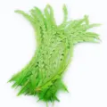 Plumes de queue de coq vertes taillées pour bricolage DIY, chapeaux, costumes et accessoires. - Vert Fruit