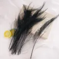 Black peacock feathers for floral arrangement, DIY crafts, and home decor party styling. - Black