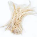 Variante de plumes de coq coupées naturelles, plumes artisanales beige clair pour chapeaux DIY. - Beige