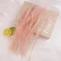 Pink peacock feather plumes for floral arrangement, DIY crafts and home decor aesthetics. - Champagne
