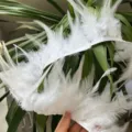 Ruban de frange de plume duveteuse blanche pour couture DIY vêtements et décoration. - Bordure en Plumes à Long Bout Blanc / Blanc