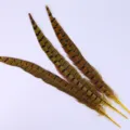 Plumes de queue de faisan naturelles pour le bricolage et la décoration de scène. - Jaune