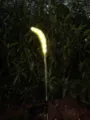 Outdoor solar led foxtail grass light garden lawn decorative landscape lighting waterproof - Single Head Warm Light