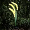 Detailed view of solar LED foxtail grass garden light glowing warm yellow at night outdoors. - 3 Heads Warm Light