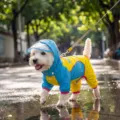 Wasserdichter Hunde Regenmantel mit Kapuze und klarem Rand, blauer gelber Haustier Poncho - XS / Locke Gelb
